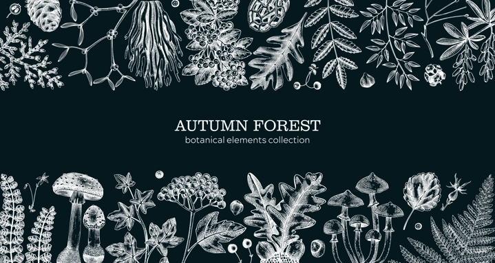 Hand drawn autumn forest background. Vintage banner with ferns, mushrooms, fall leaves and autumn plant sketches. Botanical design template in engraved style. Vector illustration onchalkboard